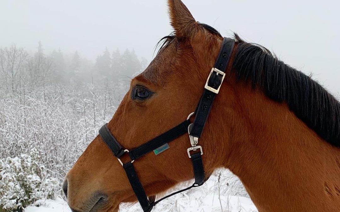 Hevonen ja talven riemut