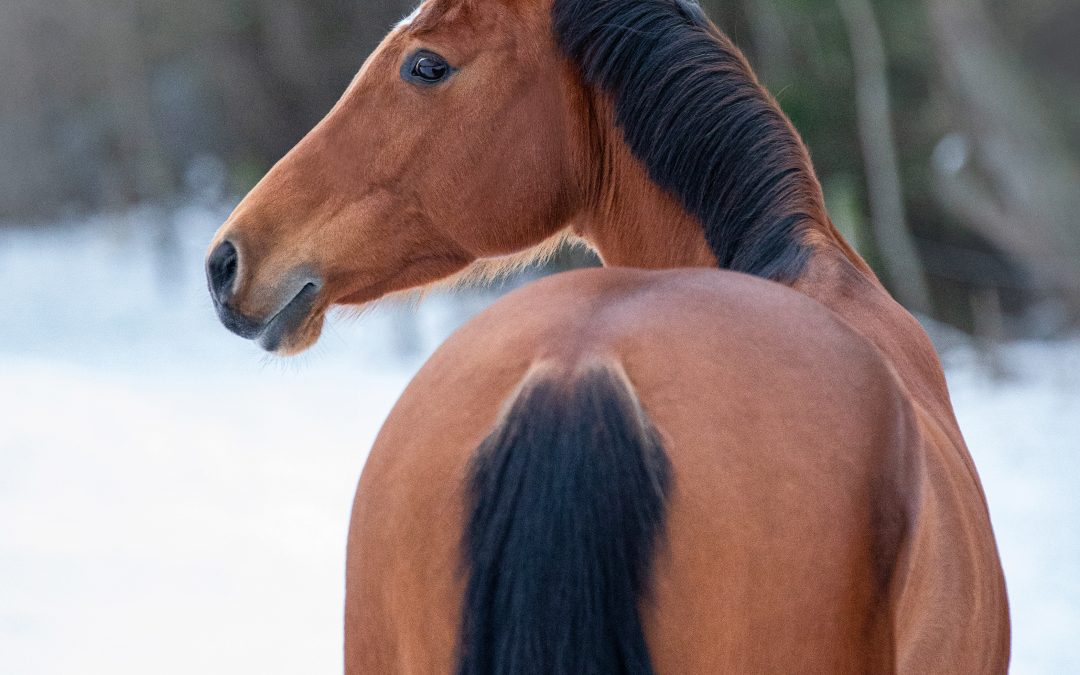 Hevosellani on suolistotulehdus JA vatsahaava – mitä sen hoito maksaa?